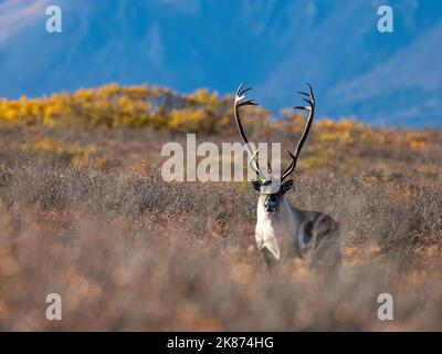 Ein erwachsener Bulle aus Stachelschwein caribou (Rangifer tarandus granti), der sich im Denali National Park, Alaska, USA, in Herbstfarbveränderungen versteckt Stockfoto