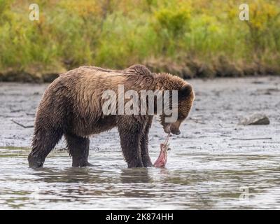 Ein junger Braunbär (Ursus arctos) mit einem toten Lachs im Lake Clark National Park and Preserve, Alaska, Vereinigte Staaten von Amerika, Nordamerika Stockfoto