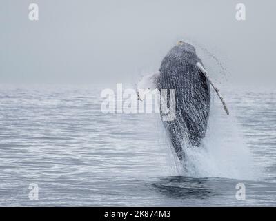 Ein erwachsener Buckelwal (Megaptera novaeangliae), der im Kenai Fjords National Park, Alaska, USA, Nordamerika, durchbrecht Stockfoto