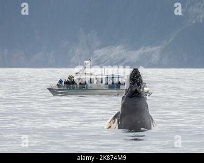 Ein ausgewachsener Buckelwal (Megaptera novaeangliae), der in der Nähe eines Bootes im Kenai Fjords National Park, Alaska, USA, Nordamerika, liegt Stockfoto