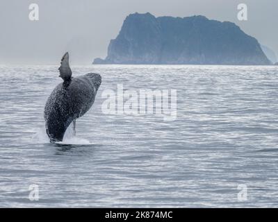 Ein erwachsener Buckelwal (Megaptera novaeangliae), der im Kenai Fjords National Park, Alaska, USA, Nordamerika, durchbrecht Stockfoto