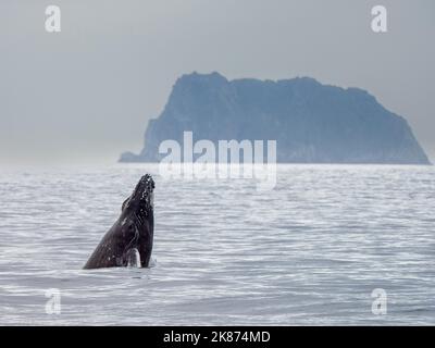 Ein ausgewachsener Buckelwal (Megaptera novaeangliae), der im Kenai Fjords National Park, Alaska, USA, Nordamerika, am Kopf schlingend ist Stockfoto