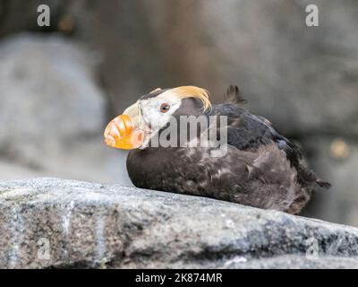 Ein erwachsener Tuftpapageitaucher (Fratercula cirrhata), der auf einer Klippe im Kenai Fjords National Park, Alaska, den Vereinigten Staaten von Amerika, Nordamerika, brütet Stockfoto