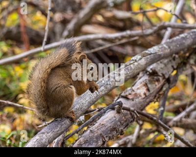 Ein erwachsenes amerikanisches Rothörnchen (Tamiasciurus hudsonicus) in den Bäumen des Denali National Park, Alaska, USA, Nordamerika Stockfoto