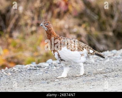 Ein erwachsenes Weidenschneehuhn (Lagopus lagopus) in den Sträuchern des Denali National Park, Alaska, USA, Nordamerika Stockfoto