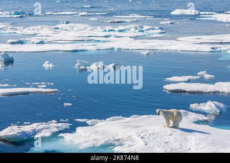 Ein junger Eisbär (Ursus maritimus) auf einer Eisscholle in Baffin Bay, Nunavut, Kanada, Nordamerika Stockfoto