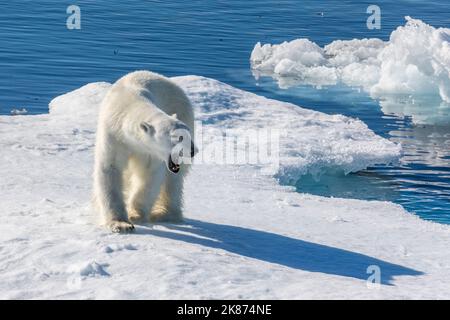 Ein junger Eisbär (Ursus maritimus) auf einer Eisscholle in Baffin Bay, Nunavut, Kanada, Nordamerika Stockfoto