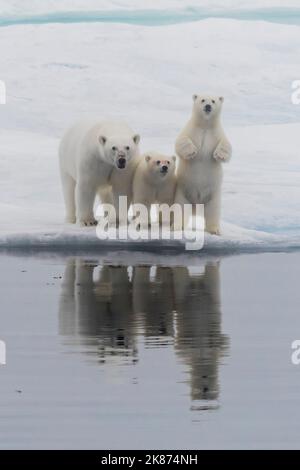 Eisbär (Ursus maritimus), Mutter und zwei Jungen auf einer Eisscholle im Nebel in der Davis Strait, Nunavut, Kanada, Nordamerika Stockfoto