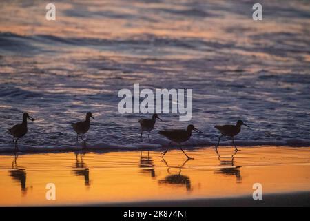 Eine Herde erwachsener willets (Tringa semipalmata), die sich bei Sonnenuntergang am Strand in der Nähe von Moss Landing, Kalifornien, USA, Nordamerika, füttern Stockfoto