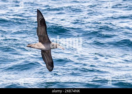 Ein erwachsener Schwarzfuß-Albatros (Phoebastria nigripes), der auf See, in Monterey Bay, Kalifornien, den Vereinigten Staaten von Amerika, Nordamerika, geflogen ist Stockfoto