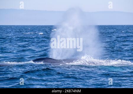 Ein erwachsener Blauwal (Balaenoptera musculus), der im Monterey Bay National Marine Sanctuary, Kalifornien, USA, für einen Atemzug auftaucht Stockfoto