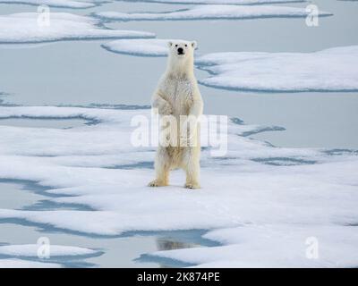 Ein neugieriger junger Eisbär (Ursus maritimus) steht auf dem Meereis in der Nähe von Somerset Island, Nunavut, Kanada, Nordamerika Stockfoto