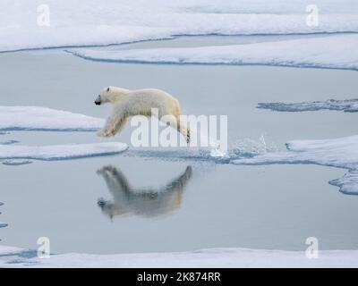 Ein neugieriger junger Eisbär (Ursus maritimus) springt auf dem Meereis in der Nähe von Somerset Island, Nunavut, Kanada, Nordamerika Stockfoto
