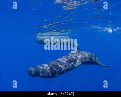 Ein Pottwal (Physetter macrocephalus), der Mutter und Kalb vor der Küste von Roseau, Dominica, Windward Islands, West Indies, Karibik, unter Wasser schwimmt Stockfoto