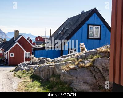 Ausgewachsener Grönlandhund (Canis familiaris), der als Schlittenhunde in Uummannaq, Grönland, Dänemark, Polarregionen an Ketten gehalten wird Stockfoto