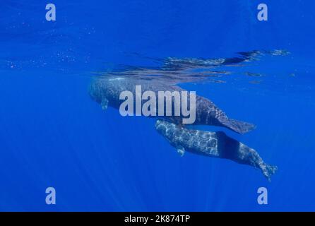 Ein Pottwal (Physetter macrocephalus), der Mutter und Kalb vor der Küste von Roseau, Dominica, Windward Islands, West Indies, Karibik, unter Wasser schwimmt Stockfoto