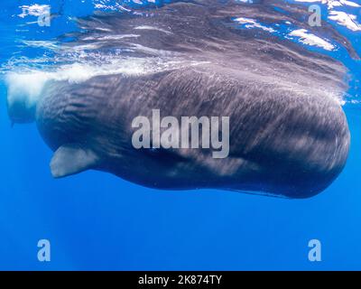 Ein Pottwal (Physetter macrocephalus), der Mutter und Kalb vor der Küste von Roseau, Dominica, Windward Islands, West Indies, Karibik, unter Wasser schwimmt Stockfoto