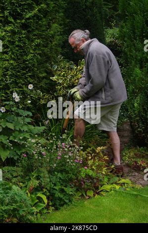 Älterer Mann gräbt und teilt Pflanzen im Garten Stockfoto