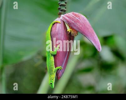 Riesiger Madagaskar-Taggecko (Phelsuma grandis), der an einem Bananenbaum hängt, Nosy Be, Nordwestmadagagassar, Indischer Ozean, Afrika Stockfoto