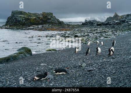 Kinnriemen-Pinguine (Pygoscelis antarcticus) am Strand, Half Moon Island, Südshetland-Inseln, Antarktis, Polarregionen Stockfoto