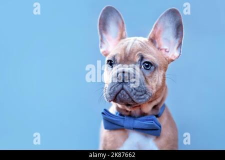 Portrait von blau rot fawn Französisch Bulldog Hund Welpen mit blauer Fliege Stockfoto