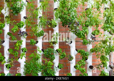 Vertikales hydroponisches System mit aromatischen Kräutern, Basilikum, Prezemulus. Bio-Gemüsegarten in Kunststoffröhren Smart Garden mit moderner hydroponischer Syste Stockfoto