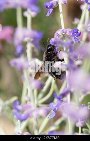 Violette Holzbiene sammelt Pollen auf Perovskia Blue Spire Stockfoto