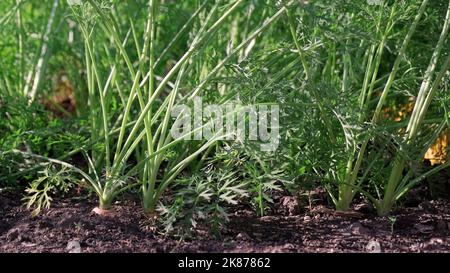 Karotten wachsen auf Gartenbeeten im Gemüsegarten im Sommertag. Karotten Pflanzen wachsen in einem heimischen Gemüsegarten. Ernten Sie frische Bio-Karotten auf t Stockfoto