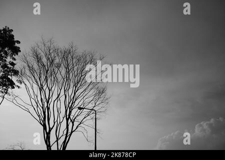Monochromes Foto, Silhouette eines Baumes mit gefallenen Blättern im Cikancung-Gebiet - Indonesien Stockfoto