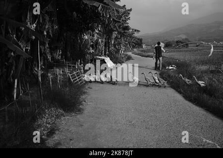 Monochrom-Foto, Schwarz-Weiß-Foto einer Entenschar auf einem Bauernhof in der Cikancung-Region - Indonesien Stockfoto