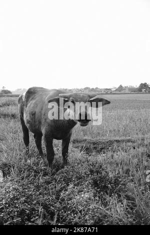 Monochrom-Foto, Schwarz-Weiß-Foto eines Büffels in einem Reisfeld im Cikancung-Gebiet - Indonesien Stockfoto