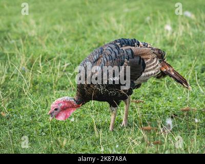 Putenhenne grast auf dem Rasen. putenweibchen sucht Futter im grünen Gras. Stockfoto