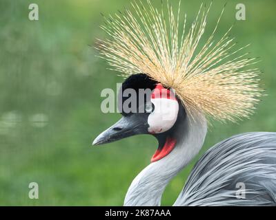 Nahaufnahme Porträt von grau gekrönten Kran oder Balearica pavonina auf grünem Gras verschwommener Hintergrund. Stockfoto