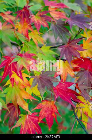 Acer Patmatum mit bunten Blättern - rotes, violettes, gelbes, oranges Mosaik im Herbst in Botanik. Naturkulisse. Stockfoto