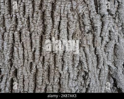 Hochwertige Rinde Nahaufnahme Hintergrund und Textur (Holz Textur) Stockfoto