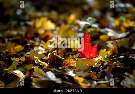 Ein einsames rotes Blatt wird in der Morgensonne zwischen herbstlichen Blättern auf einem Waldboden in Ashford, Kent, beleuchtet. Bilddatum: Freitag, 21. Oktober 2022. Stockfoto