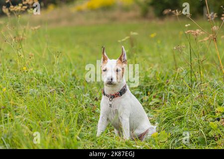 Bild von Parson Russell Terrier auf einer Wiese mit aufmerksamem Blick auf die Kamera Stockfoto