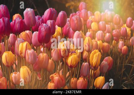 Große Gartenanlage mit pinkfarbenen, violetten, gelben und orangefarbenen Frühlingstupen mit Regentropfen auf den Blütenblättern. Stockfoto