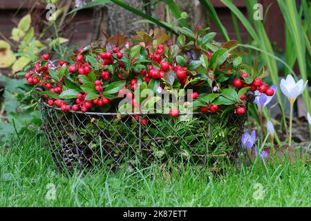 Zwei hübsche gaultheria procumbens Pflanzen schmücken den Herbstgarten in einem Drahtkorb, Seitenansicht mit natürlichem Hintergrund Stockfoto