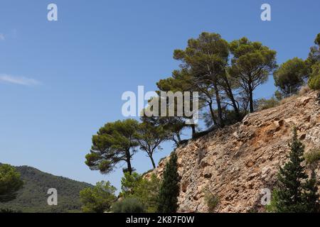 Blick auf eine Gruppe von schönen Pinien auf einem felsigen Hang vor einem klaren blauen Himmel, Blick von unten, Kopierraum, Mallorca, Spanien Stockfoto