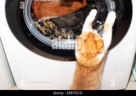 Das Ingwer-Kätzchen spielt mit der Trommel der Waschmaschine, die sich beim Waschen der Kleidung dreht. Wäscheservice zu Hause. Stockfoto