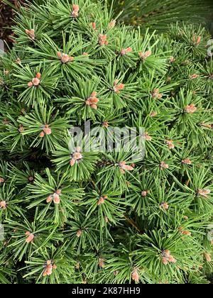 Nahaufnahme des dichten, feinen immergrünen Laubs des Zwergkonifers Pinus mugo Benjamin mit harzbedeckten Knospen. Stockfoto