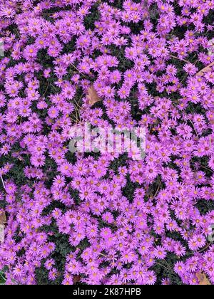 Nahaufnahme einer Gartenpflanze des rosa Herbstblühers Symphyotrichum novi-belgii Rosenwichtel Michaelmas Daisy. Stockfoto