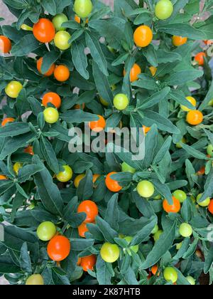 Nahaufnahme der Herbst- und Winterjahrespflanze Solanum venus oder Winterkirsche mit orange-roten Beeren. Stockfoto