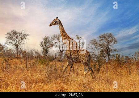 Eine Giraffe, die durch die Savanne geht Stockfoto