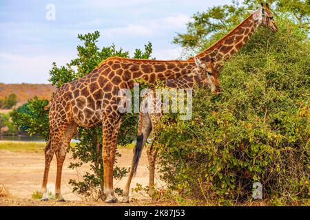 Zwei Giraffen knabbern an jungen grünen Blättern Stockfoto