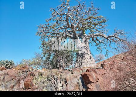 Baobab-Baum an den Epupa-Wasserfällen in der Kunene-Region im Norden Namibias Stockfoto