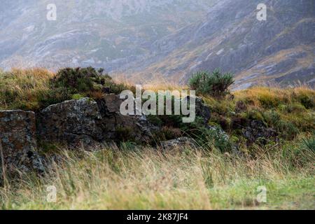 Im schottischen Hochland ist noch eine alte Steinmauer erhalten Stockfoto