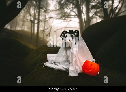 Hund gekleidet wie Geist mit Spinne auf dem Kopf stehend in gruselig nebligen Wald mit Kürbis-förmigen Eimer am Abend. Halloween-Konzept. Stockfoto