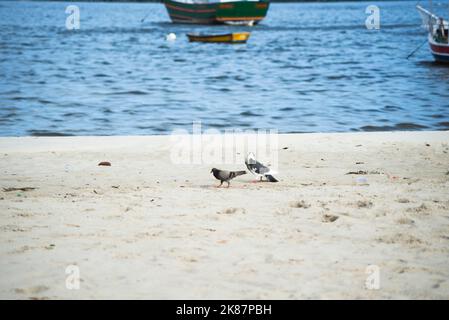 Zwei Tauben stehen auf dem Sand eines Strandes, das Meer ist im Hintergrund nicht scharf. Schöner Tag. Salvador, Bahia, Brasilien. Stockfoto